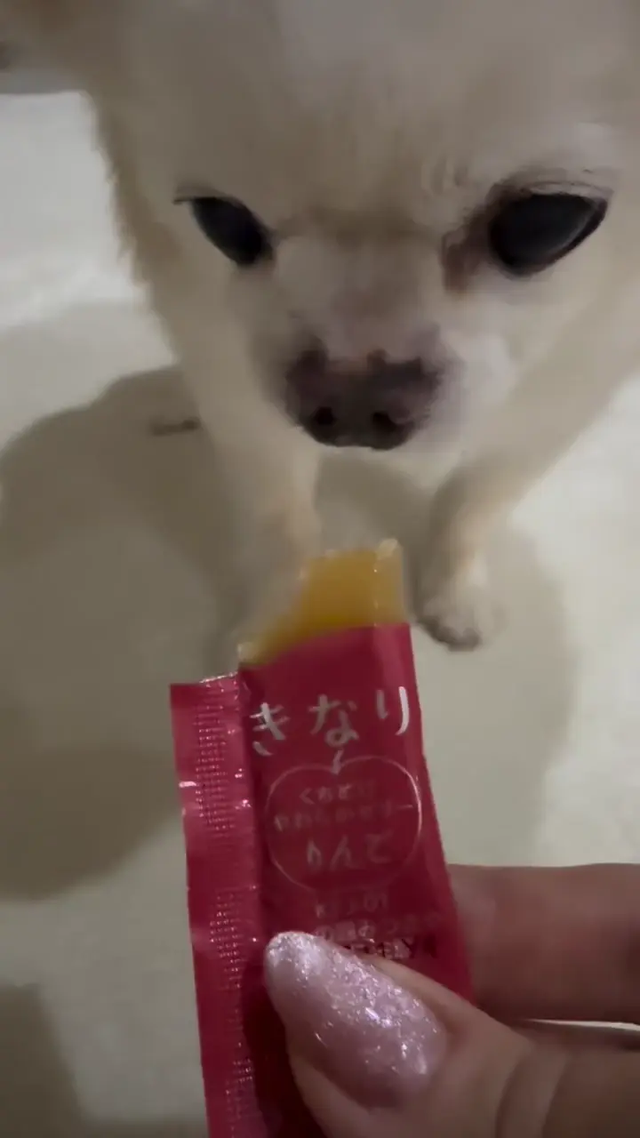 くちどけやわらかゼリー りんご KNRIKN03-00 | キナリ | GREEN DOG