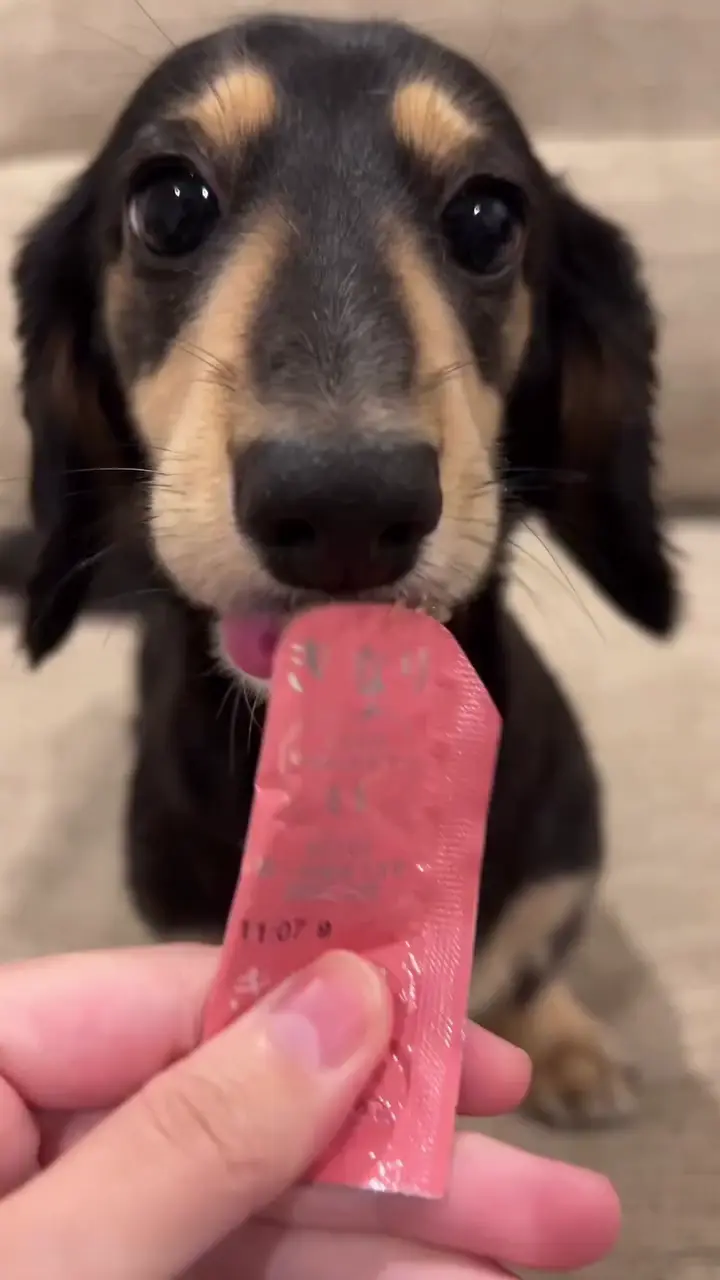 きくりん くちどけやわらかゼリー りんご KNRIKN03-00 | キナリ | GREEN DOG