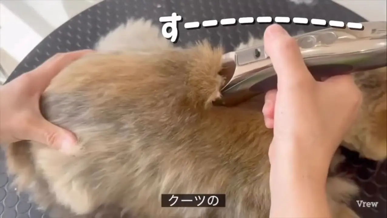 NEWコードレスクリッパー クーツ 替刃3種付 – PLUCK