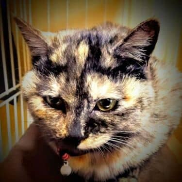 にやさんのアイコン