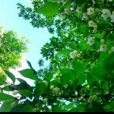 YUCCAのアイコン