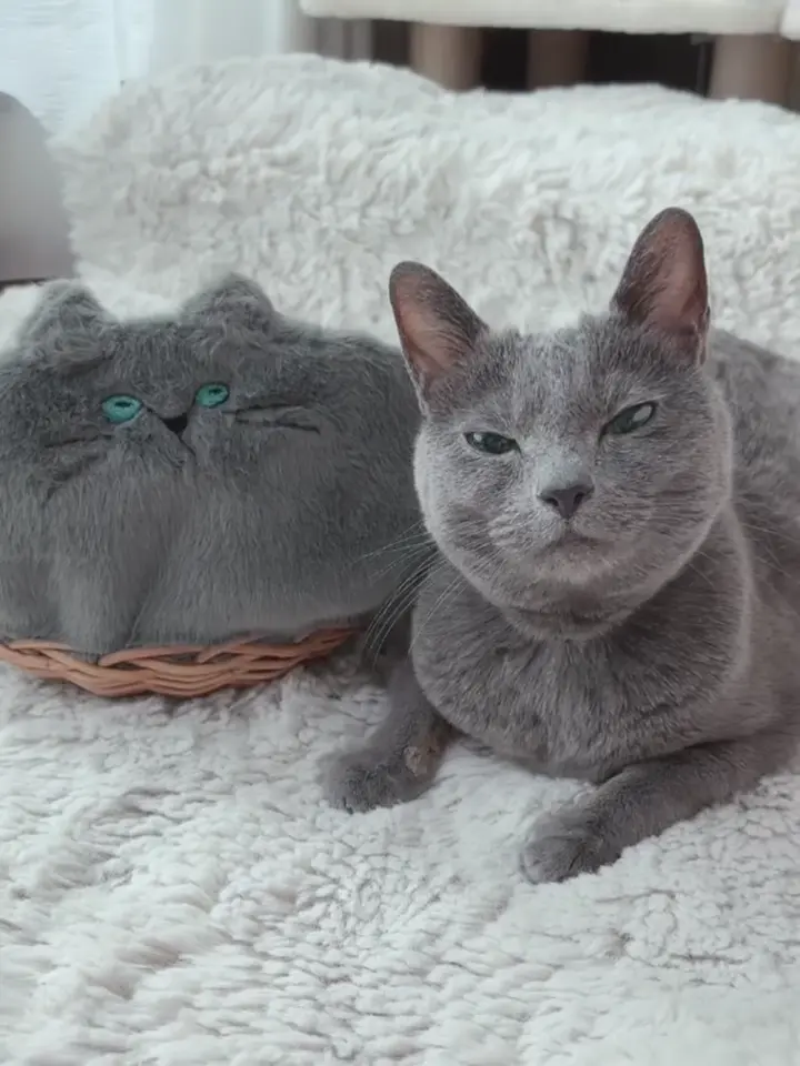 minetpanifur ミネットパニファー｜「AIM医学研究支援プロジェクト