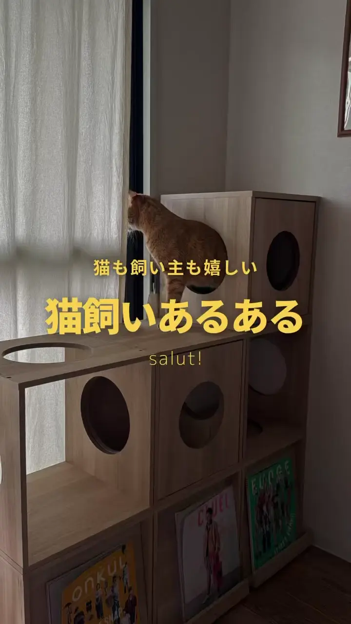 WEB限定商品》ペットオープンラック／猫と暮らす | salut!(サリュ