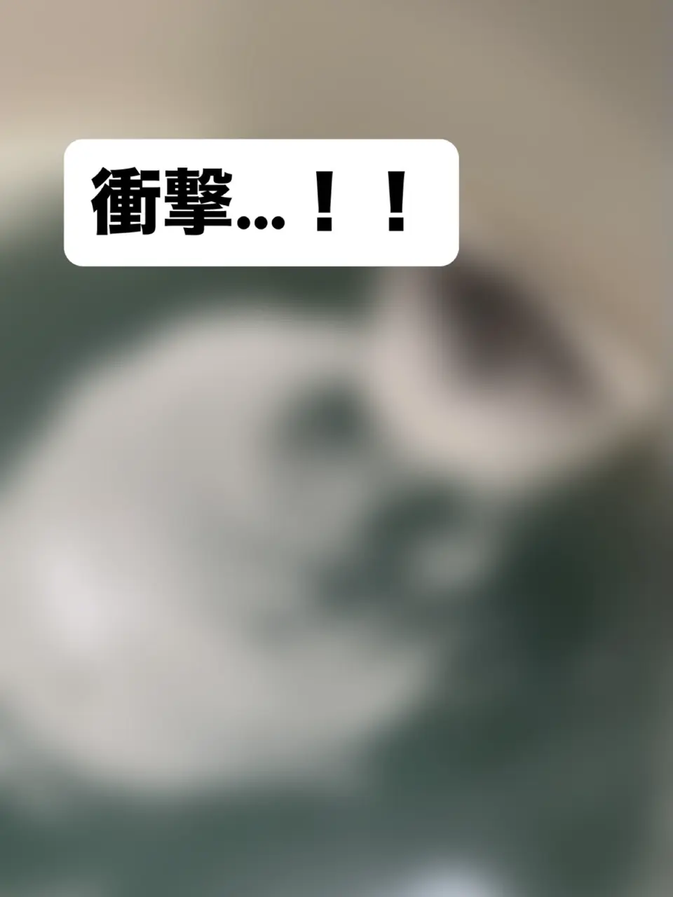 テレビショッピング一覧｜通販 - ディノス