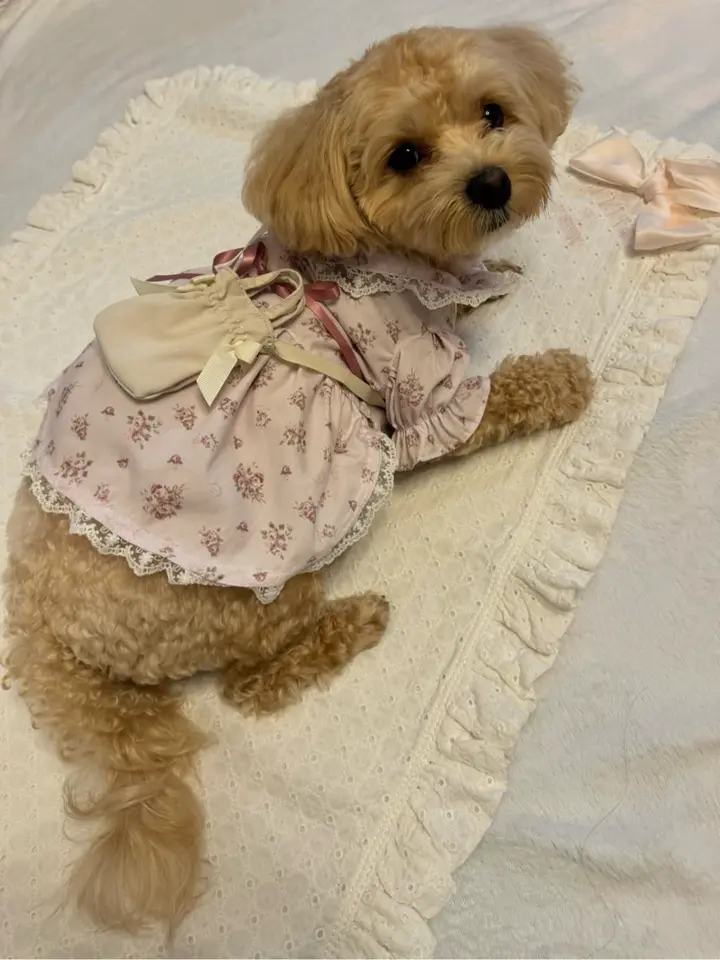 ミニダブルリボンバッグ/Maison de FLEUR（メゾン ド フルール）の