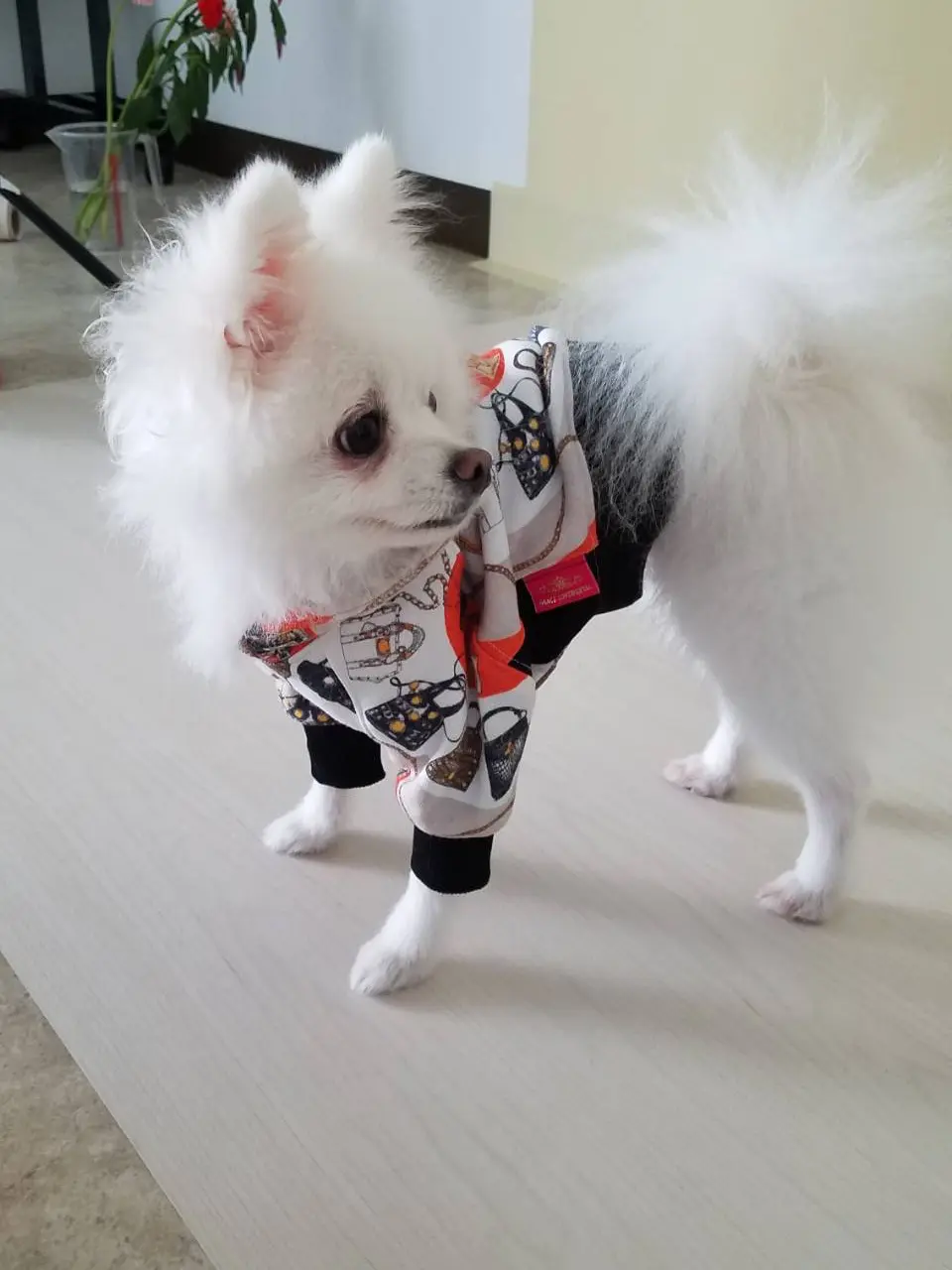 GRACE CONTINENTAL 青木育日 コーディネート画像