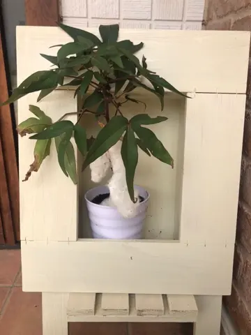 ANY 大野 コーディネート画像