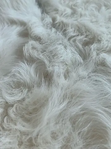 BEIGE， アライ コーディネート画像